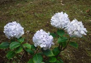 小さなあじさい