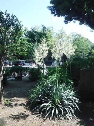 リュウゼツラン(竜舌蘭)