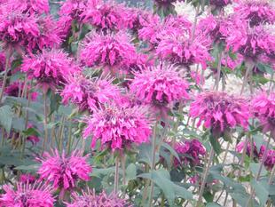 タイマツソウ(松明花・タイマツバナ)