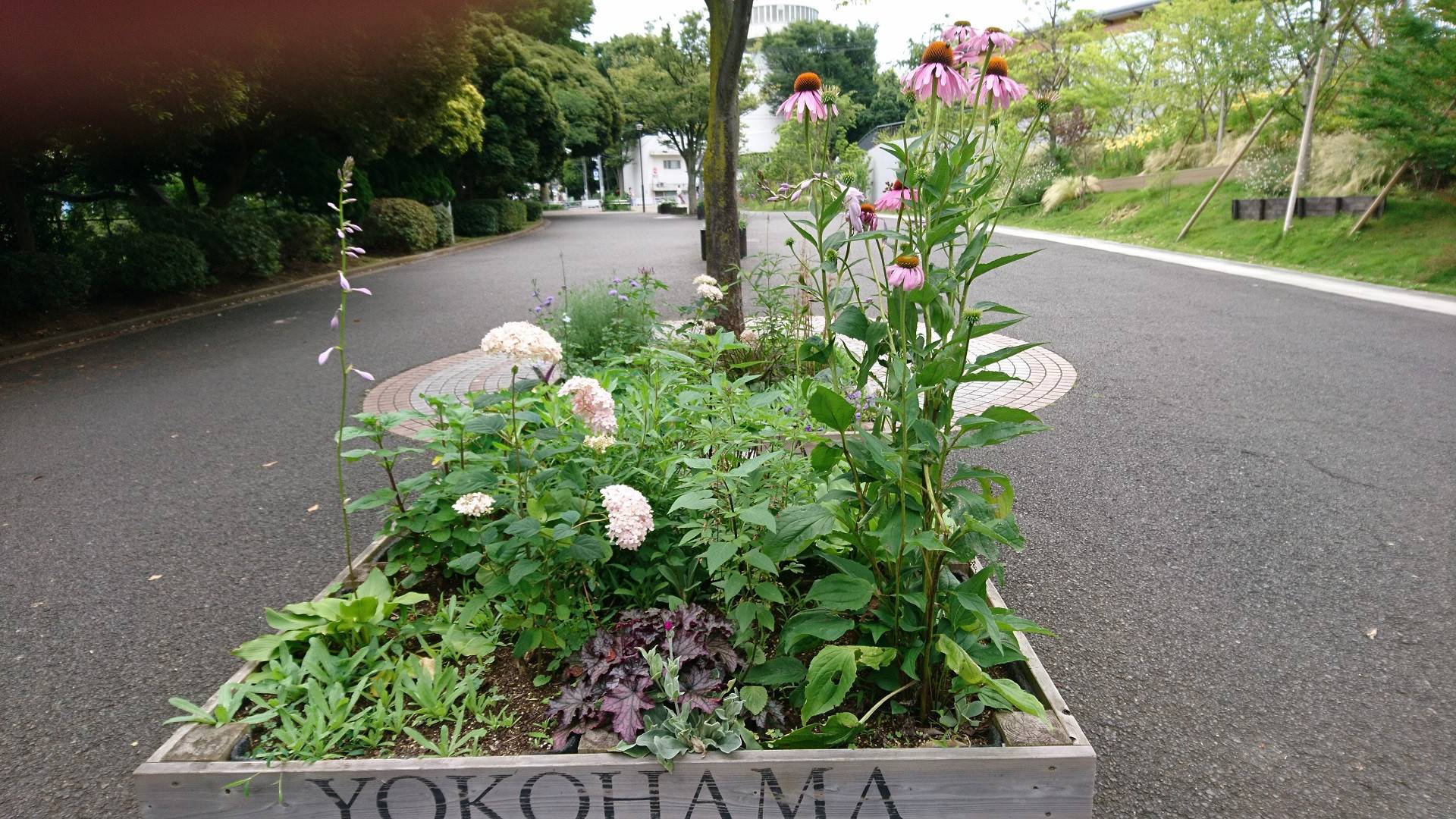 アナベルの写真