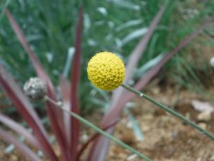 ハーブ花壇~vol.2