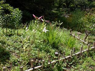 ユリが見頃です ~vol.2