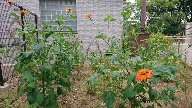 チトニア ブログ 三ツ沢公園公式サイト 公益財団法人 横浜市緑の協会