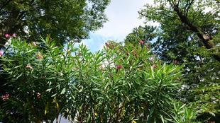 キョウチクトウ「夾竹桃」が見頃を迎えました