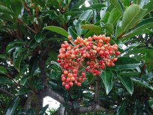 サンゴジュ(珊瑚樹)~第二レストハウス周り