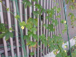 グリーンカーテン