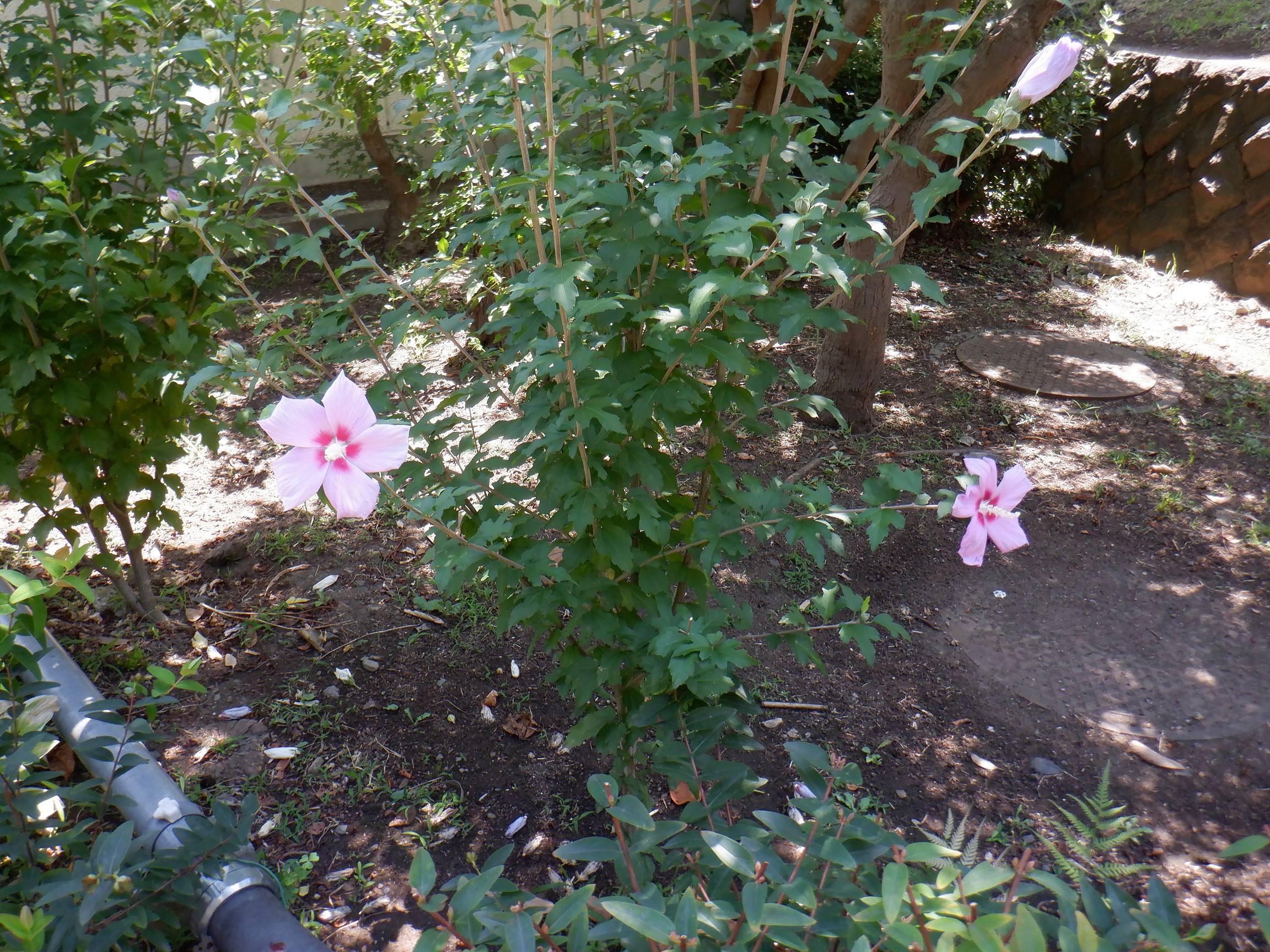 ムクゲ(木槿)の写真