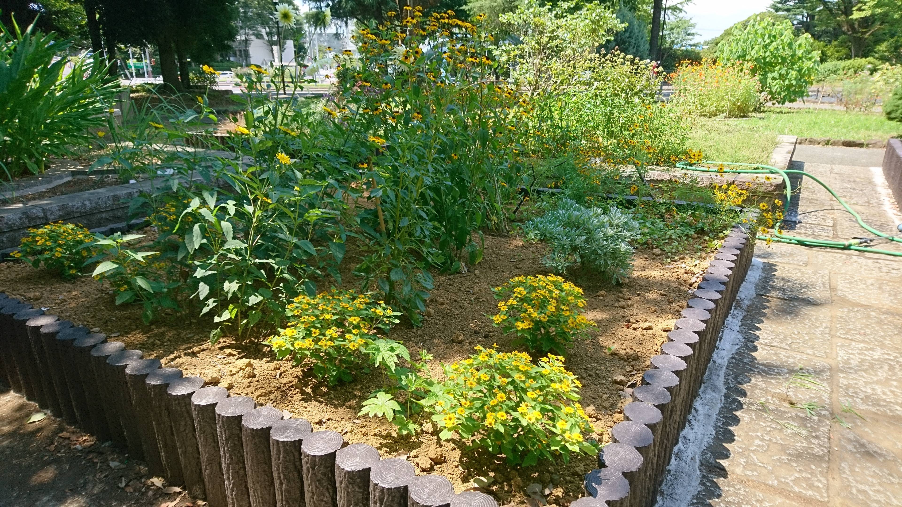 多年草 宿根草花壇 ブログ 三ツ沢公園公式サイト 公益財団法人 横浜市緑の協会