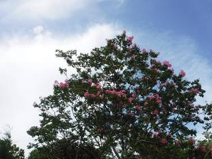 サルスベリ～vol.2