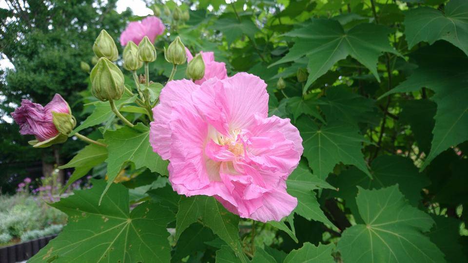 スイフヨウが咲き始めましたの写真