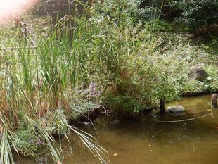 池周りの晩夏の花