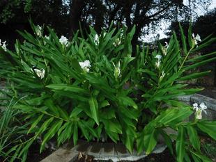 ホワイトジンジャー