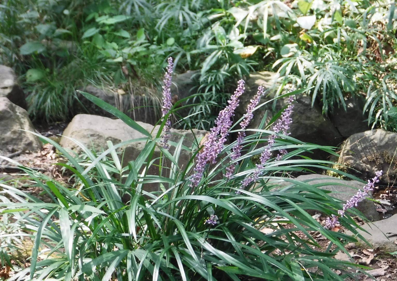 ヤブランの写真