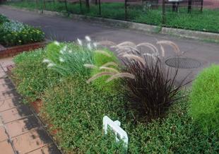 パープルファウンテングラス