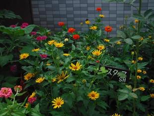 球技場のスロープ脇が華やいでいます!