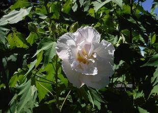 スイフヨウ～vol.2