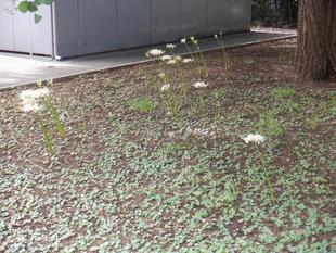 白の彼岸花(ヒガンバナ)がたくさん咲きました