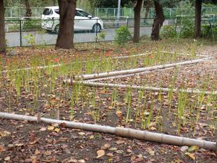 彼岸花(ヒガンバナ ~ 赤)