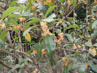 金木犀(キンモクセイ)