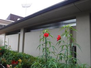 紅葉葵(モミジアオイ)