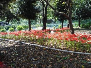 彼岸花(ヒガンバナ)赤 ~2