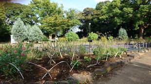 バラの夏剪定(花壇広場)