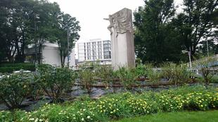 バラの夏剪定(ロータリー花壇)