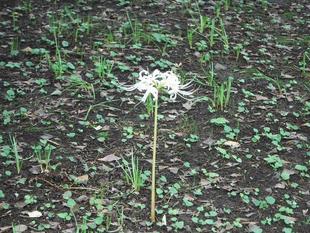 白の彼岸花が咲いています