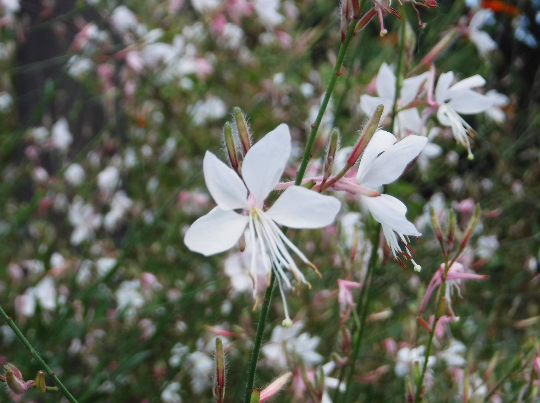 蝶のようなお花~ガウラの写真