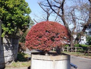 「ドウダンツツジ」が赤く染まり始めました