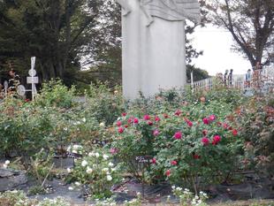 バラが咲き始めました　～１