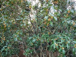 金木犀（キンモクセイ）　２