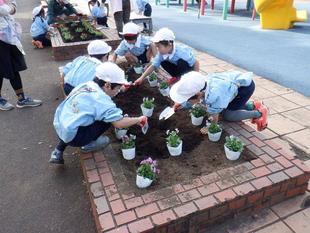 近隣幼稚園の皆さんと冬の花植え替えをしました