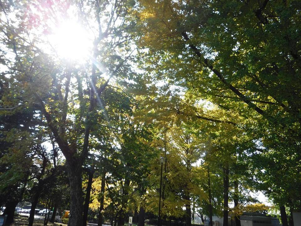 園内の紅黄葉が見ごろとなっておりますの写真