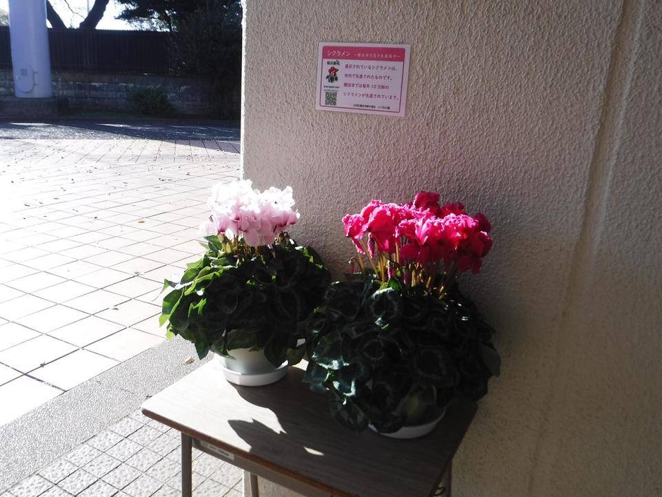 シクラメン~横浜市の花き生産紹介~の写真