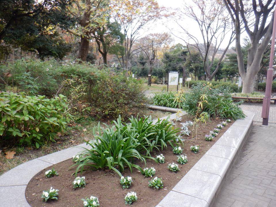冬の花植え~自由広場花壇の写真