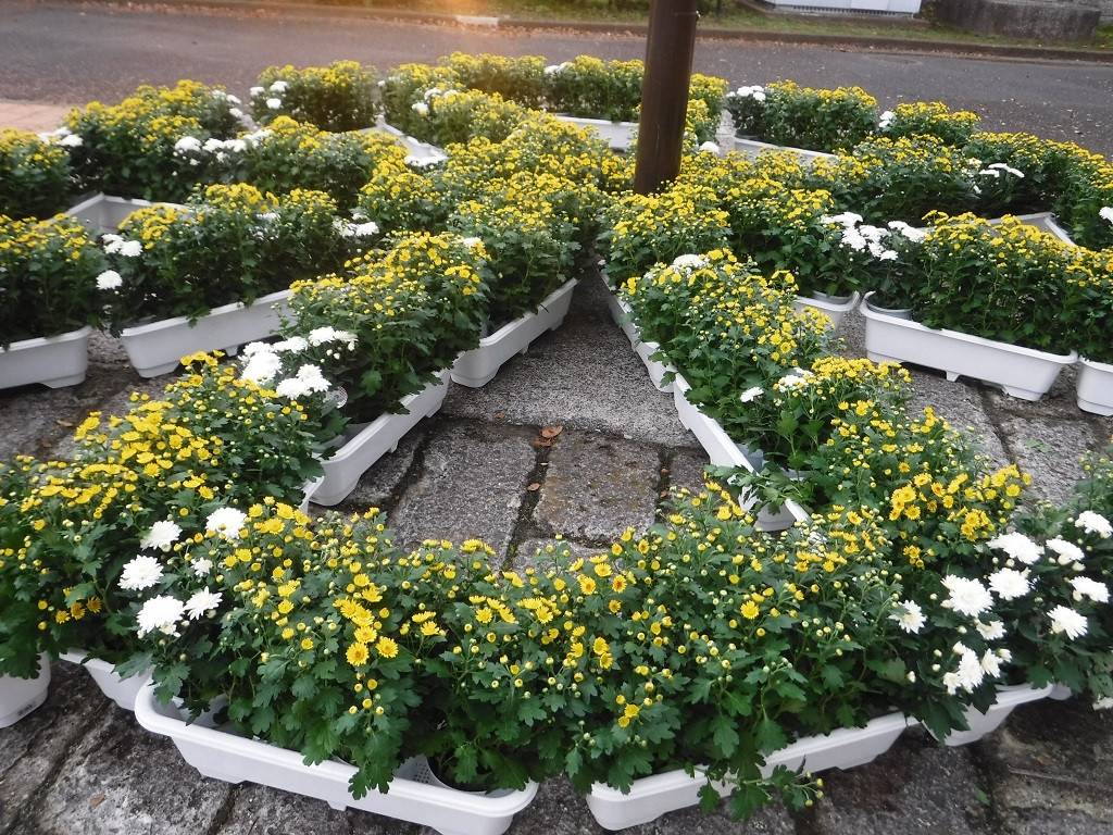 第一レストハウス前広場の写真