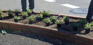 第三レストハウス周辺の冬の花植え替え