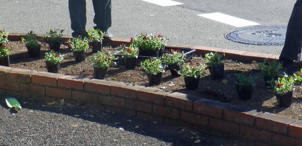 第三レストハウス周辺の冬の花植え替えの写真