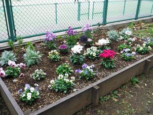 横浜花き展覧会の花苗を活用して～園内各所の花壇に植栽しました