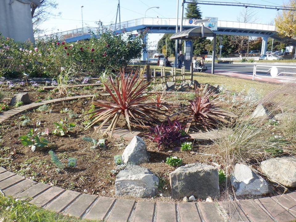 「ロータリー花壇」の冬花植え替えが完成しましたの写真
