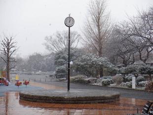 三ツ沢公園が雪景色になりました