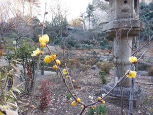 冬の池の周りー1　ロウバイ（蝋梅）