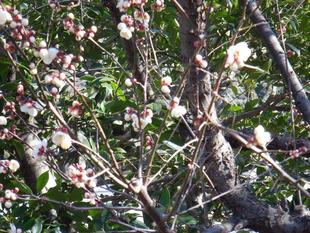 梅が開花しました