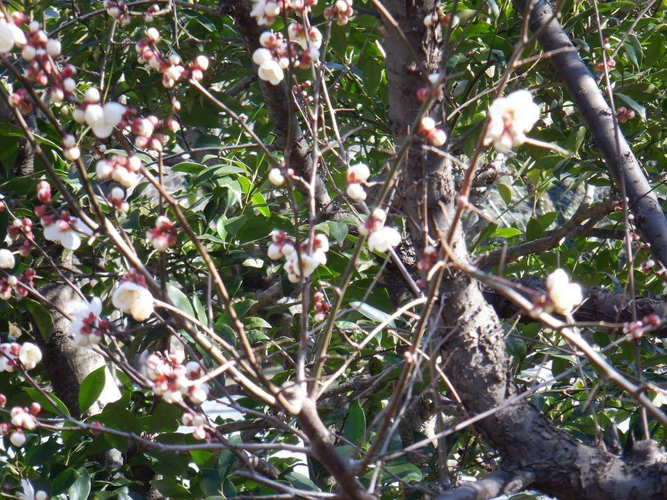梅が開花しましたの写真