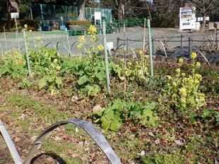 三ツ沢公園の菜の花