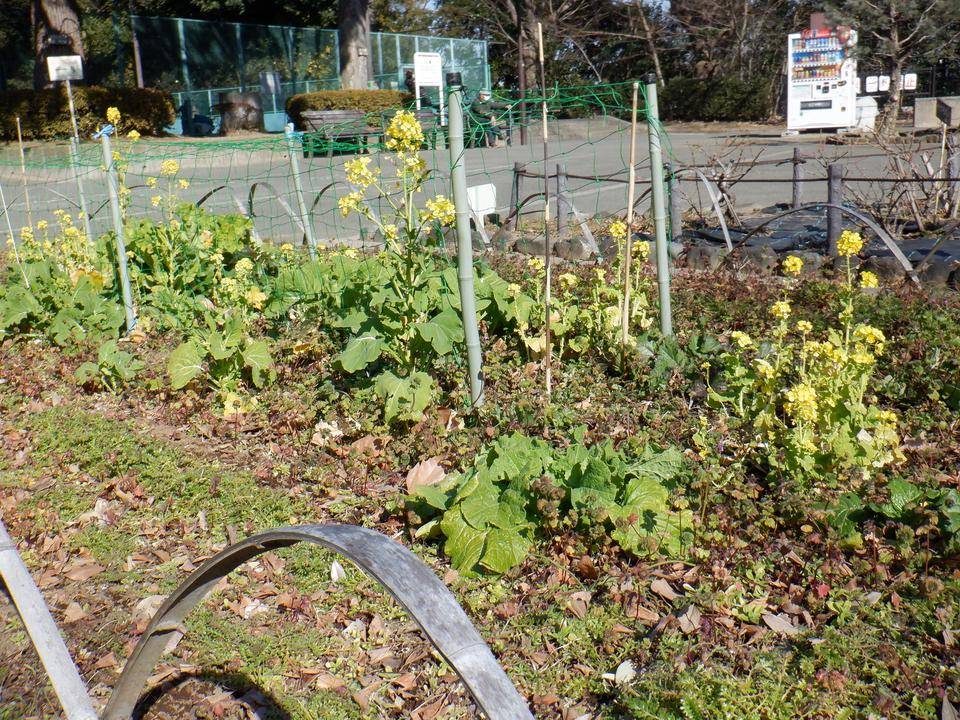 三ツ沢公園の菜の花の写真