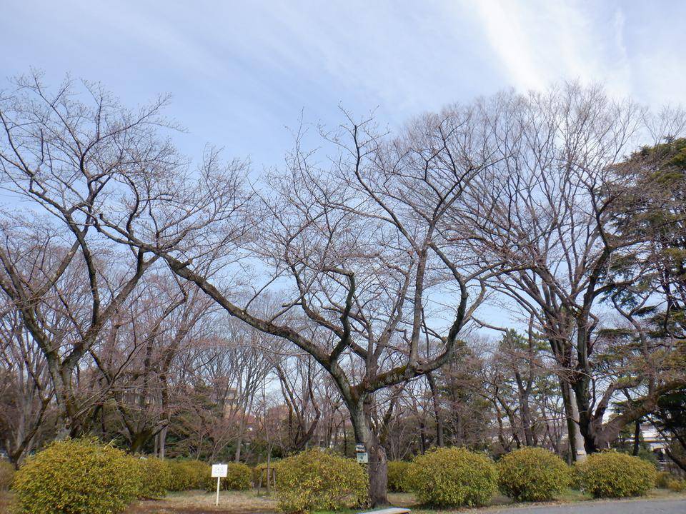 三ツ沢公園サクラ開花状況【2022年3月21日】の写真