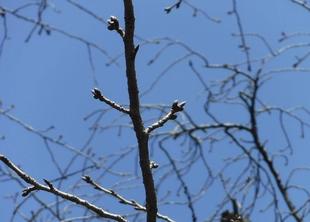 「2022三ツ沢公園サクラ開花情報」がスタートします