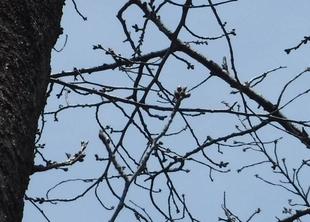 三ツ沢公園サクラ開花情報【2022年3月9日】